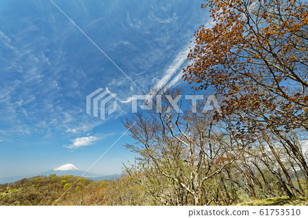 鮮綠色的鍋原山和富士山，還有積雪 61753510