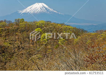 鮮綠色的鍋原山和富士山，還有積雪 61753511