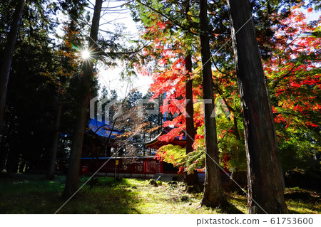 [Yamanashi Prefecture] National designated important cultural property of colored leaves Fuji Omuro Asama Shrine Hongu 61753600