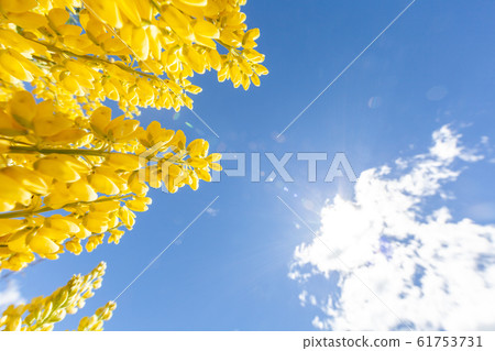 Lupine in full bloom: happiness, travel, cherry blossom viewing 61753731