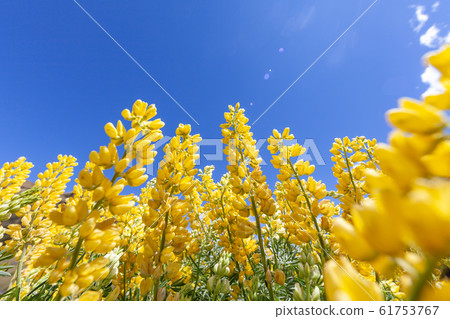 Lupine in full bloom: happiness, travel, cherry blossom viewing Lupine in full bloom: happiness, travel, cherry blossom viewing 61753767