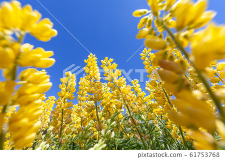 Lupine in full bloom: happiness, travel, cherry blossom viewing Lupine in full bloom: happiness, travel, cherry blossom viewing 61753768