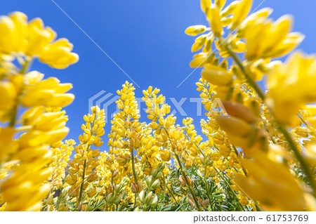 Lupine in full bloom: happiness, travel, cherry blossom viewing 61753769