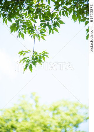 Osaka Prefectural Forest Fresh greenery in Hoshida-enchi 61753878
