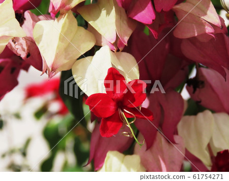 Genpa Kazura Harlequin glory bower 61754271