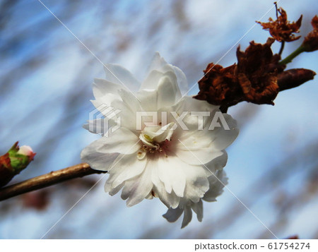 Prunus × kobuku-zakura 61754274