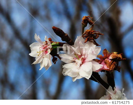 Prunus × kobuku-zakura 61754275
