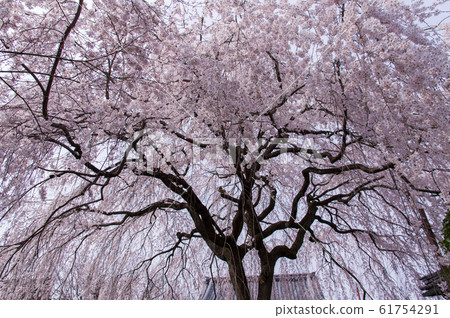 京都本滿寺的垂枝櫻花 61754291