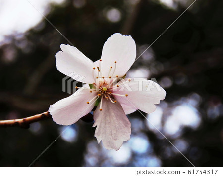 Sanbagawa冬季櫻桃樹Prunus x parvifolia'Parvifolia' 61754317