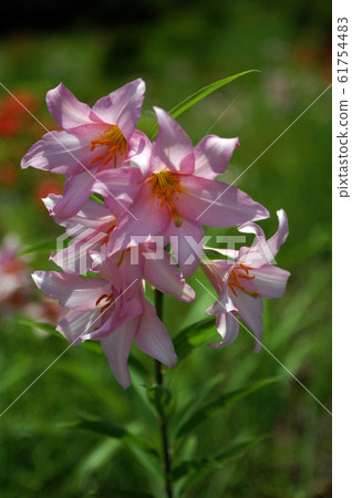 小百合姬 61754483