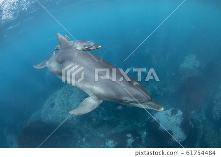 Parent-child dolphin 61754484