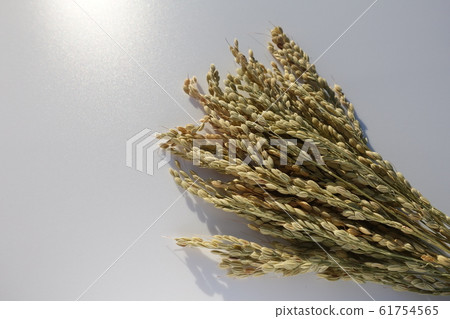 New rice Inaho image 61754565