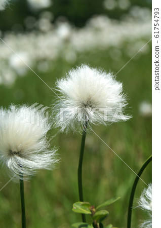 單面棉籤 61754793