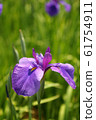 鳶尾花 61754911