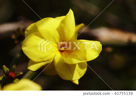 Obai Winter Jasmine 61755139