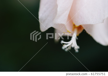Elephant Malvaviscus arboreus Elephant Malvaviscus arboreus 61755751