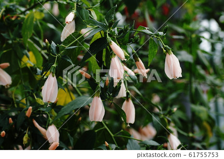 Elephant Malvaviscus arboreus 61755753