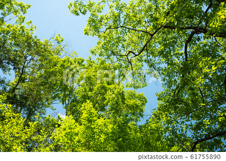Osaka Prefectural Forest Fresh greenery in Hoshida-enchi 61755890