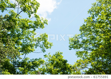 Osaka Prefectural Forest Fresh greenery in Hoshida-enchi Osaka Prefectural Forest Fresh greenery in Hoshida-enchi 61755891