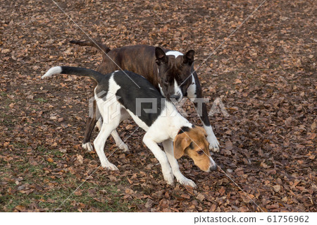Amstaff and estonian hound puppy in autumn park. Amstaff and estonian hound puppy in autumn park. 61756962