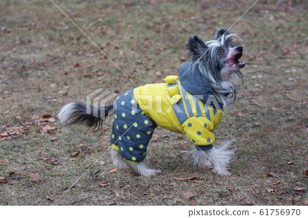 Chinese crested dog in the beautiful pet clothes. Chinese crested dog in the beautiful pet clothes. 61756970