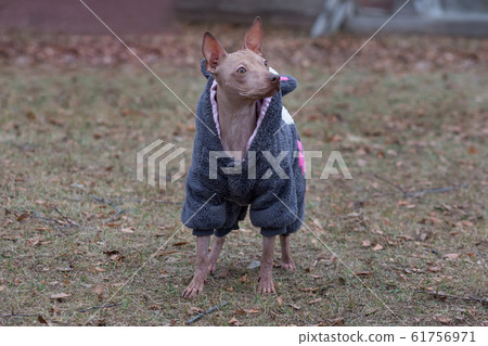 American hairless terrier in beautiful pet coat. 61756971