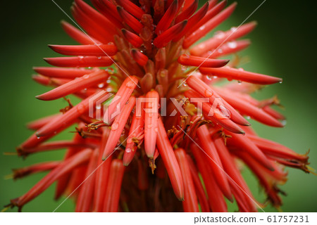 Aloe flowers Aloe flowers 61757231