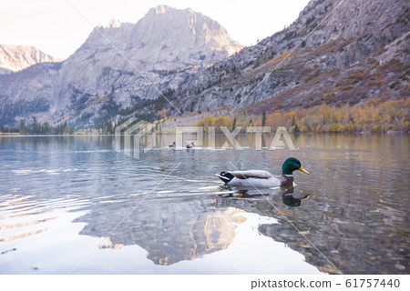 Duck 61757440
