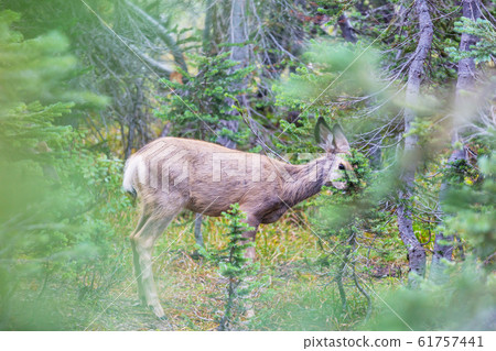 Deer 61757441