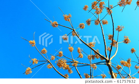 Landscape of Sendan fruit and blue sky Landscape of Sendan fruit and blue sky 61757632