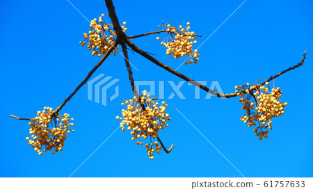 仙台水果和藍藍的天空景觀 仙台水果和藍藍的天空景觀 61757633