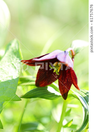 黑百合(黑百合) 黑百合(黑百合) 61757676