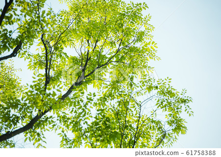 Fresh green Fresh green 61758388