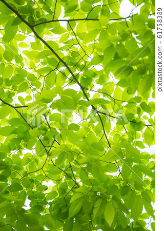 Fresh green Fresh green 61758389