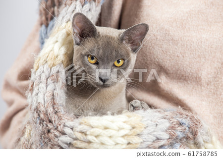 Burma cat sits on a white background 61758785