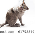 Burma cat sits on a white background 61758849