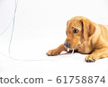 Red fox labrador retriever on white background. 61758874