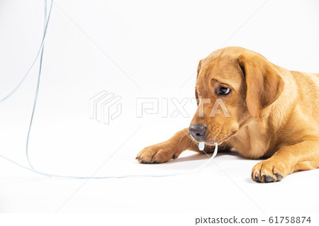 Red fox labrador retriever on white background. 61758874