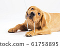 Red fox labrador retriever on white background. 61758895