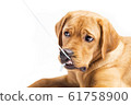 Red fox labrador retriever on white background. 61758900