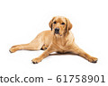 Red fox labrador retriever on white background. 61758901
