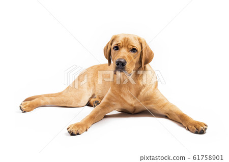 Red fox labrador retriever on white background. 61758901