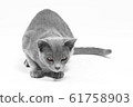 Burma cat sits on a white background 61758903