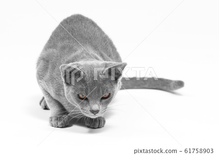 Burma cat sits on a white background Burma cat sits on a white background 61758903
