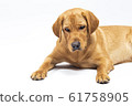 Red fox labrador retriever on white background. 61758905