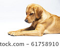 Red fox labrador retriever on white background. 61758910