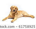 Red fox labrador retriever on white background. 61758925