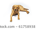 Red fox labrador retriever on white background. 61758938