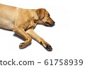 Red fox labrador retriever on white background. 61758939