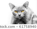 Burma cat sits on a white background 61758940